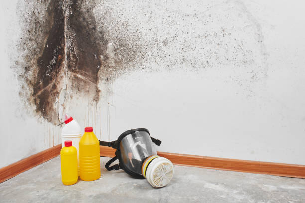Best Local Mold Removal Service  in Defuniak Springs, FL