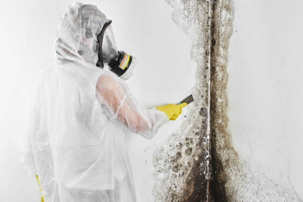 Best Professional Mold Removal  in Defuniak Springs, FL