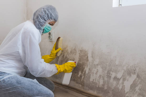 Best Crawl Space Mold Removal  in Defuniak Springs, FL