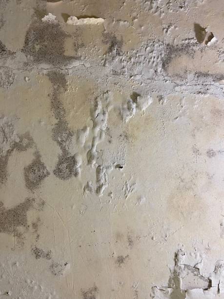 Best Affordable Mold Removal  in Defuniak Springs, FL