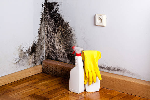 Best Commercial Mold Removal  in Defuniak Springs, FL